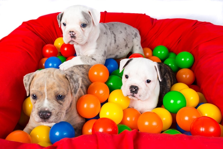 close-up-puppy-toy_1048944-10840423